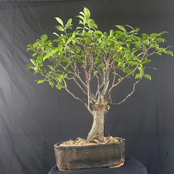 Ficus_Tigerbark_Ficus_Microcarpa_Bonsai_Tree_Default_Title