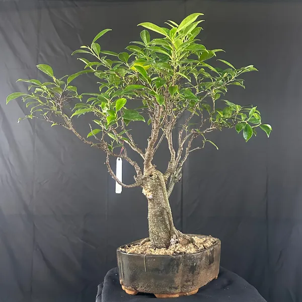Ficus_Tigerbark_Ficus_Microcarpa_Bonsai_Tree_Default_Title