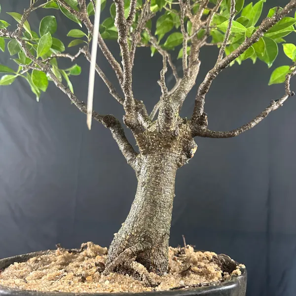 Ficus_Tigerbark_Ficus_Microcarpa_Bonsai_Tree_Default_Title