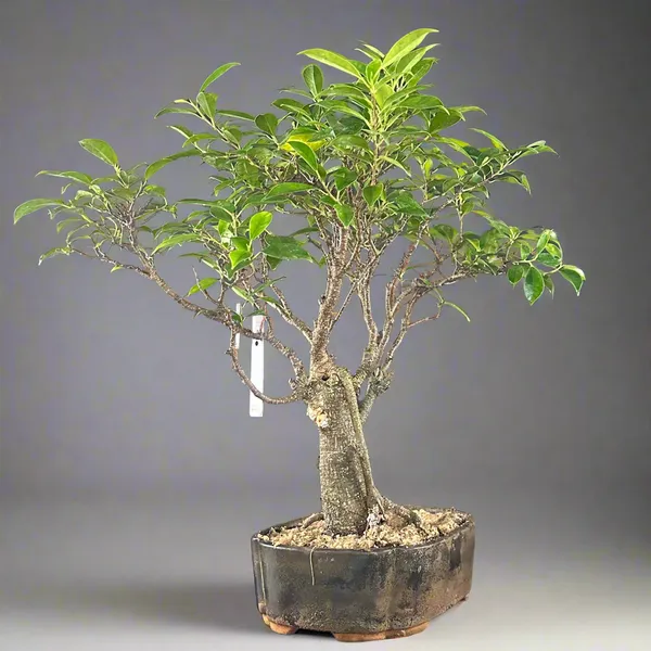 Ficus_Tigerbark_Ficus_Microcarpa_Bonsai_Tree_Default_Title
