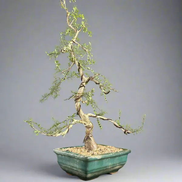 Operculicarya_Mame_Bonsai_Tree_Default_Title
