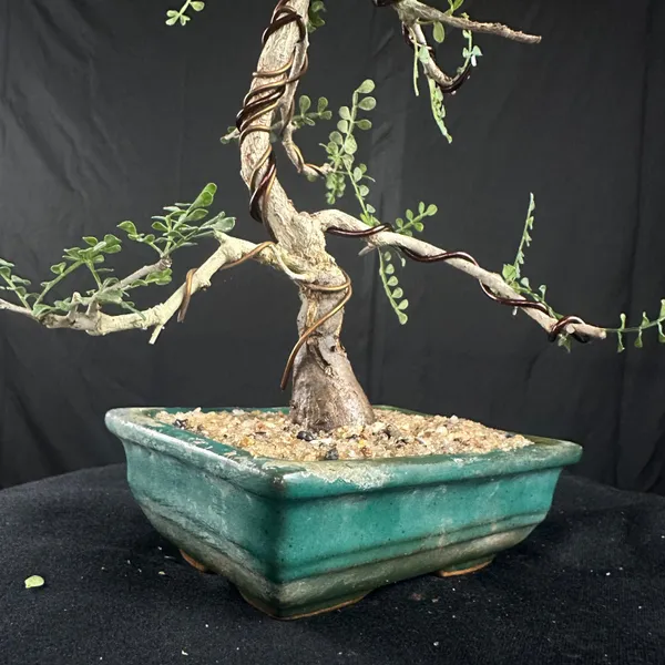 Operculicarya_Mame_Bonsai_Tree_Default_Title