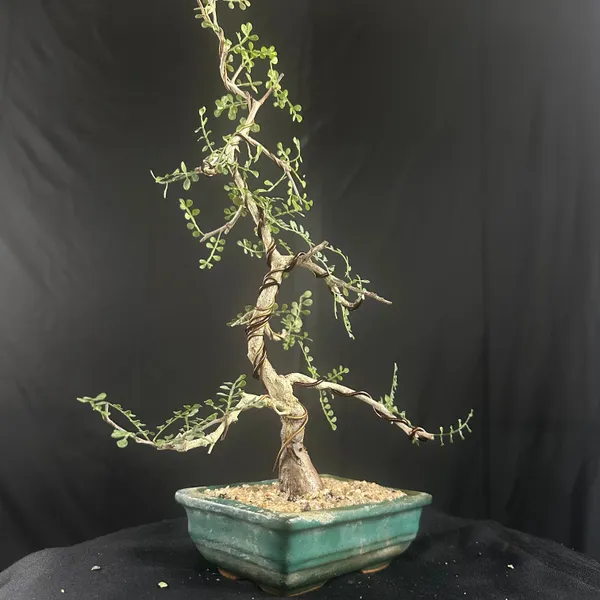 Operculicarya_Mame_Bonsai_Tree_Default_Title