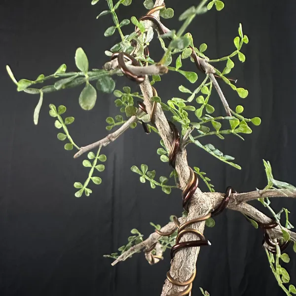 Operculicarya_Mame_Bonsai_Tree_Default_Title