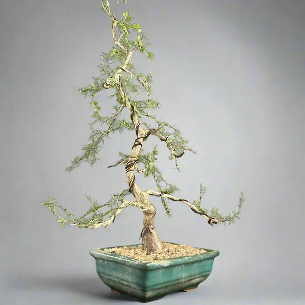 Operculicarya_Mame_Bonsai_Tree_Default_Title