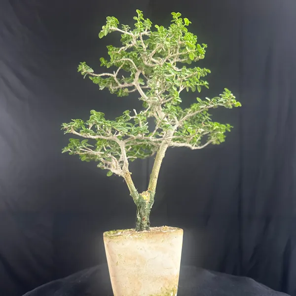 Green_Paradise_Premna_Bonsai_Tree_Shohin_Size_Bonsai_Tree_Default_Title