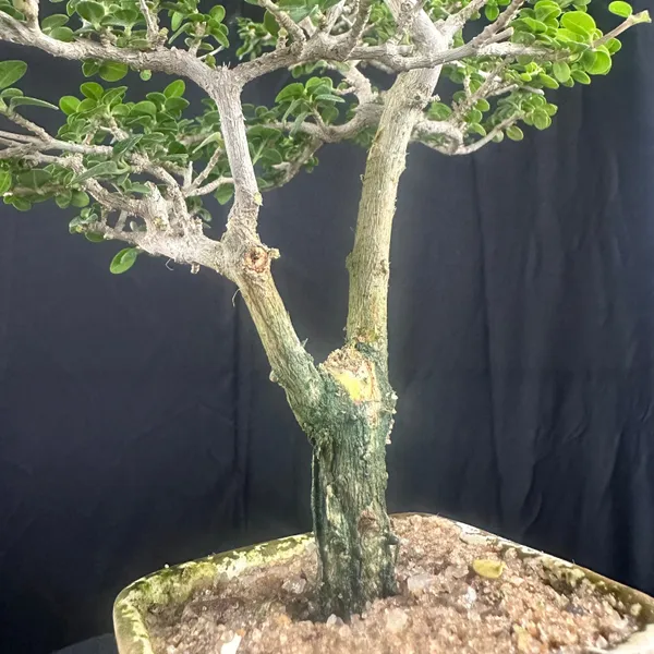 Green_Paradise_Premna_Bonsai_Tree_Shohin_Size_Bonsai_Tree_Default_Title