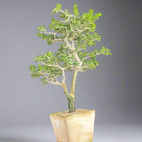Green_Paradise_Premna_Bonsai_Tree_Shohin_Size_Bonsai_Tree_Default_Title