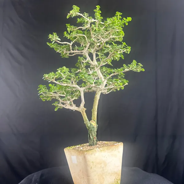 Green_Paradise_Premna_Bonsai_Tree_Shohin_Size_Bonsai_Tree_Default_Title