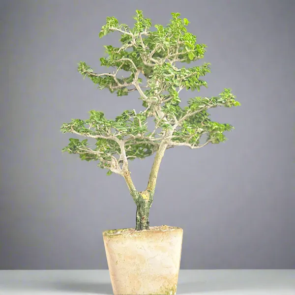 Green_Paradise_Premna_Bonsai_Tree_Shohin_Size_Bonsai_Tree_Default_Title