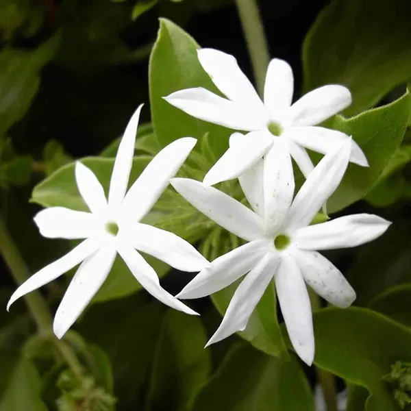 Green_Paradise_Juhi_Plant_Jasminum_Auriculatum_Fragrant_Flowering_Jasmine_For_Home_Garden_Default_Title