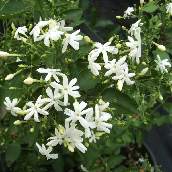 Green_Paradise_Juhi_Plant_Jasminum_Auriculatum_Fragrant_Flowering_Jasmine_For_Home_Garden_Default_Title