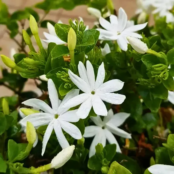 Green_Paradise_Juhi_Plant_Jasminum_Auriculatum_Fragrant_Flowering_Jasmine_For_Home_Garden_Default_Title