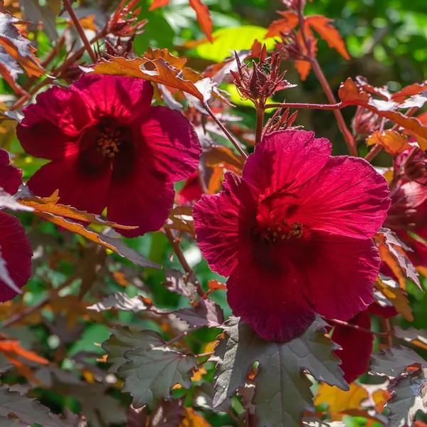 Green_Paradise_Cranberry_Hibiscus_Plant_Hibiscus_Acetosella_Ornamental_Edible_Plant_With_Burgundy_Leaves_Default_Title