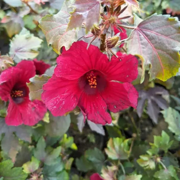 Green_Paradise_Cranberry_Hibiscus_Plant_Hibiscus_Acetosella_Ornamental_Edible_Plant_With_Burgundy_Leaves_Default_Title