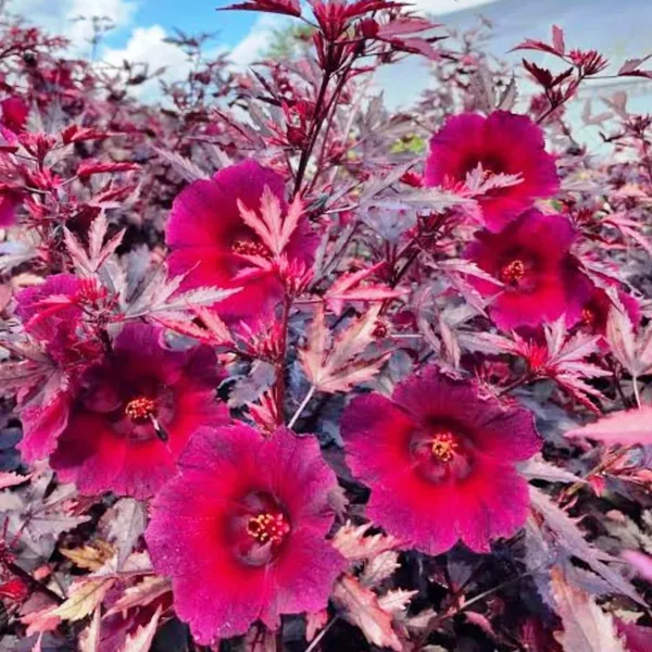 Green_Paradise_Cranberry_Hibiscus_Plant_Hibiscus_Acetosella_Ornamental_Edible_Plant_With_Burgundy_Leaves_Default_Title