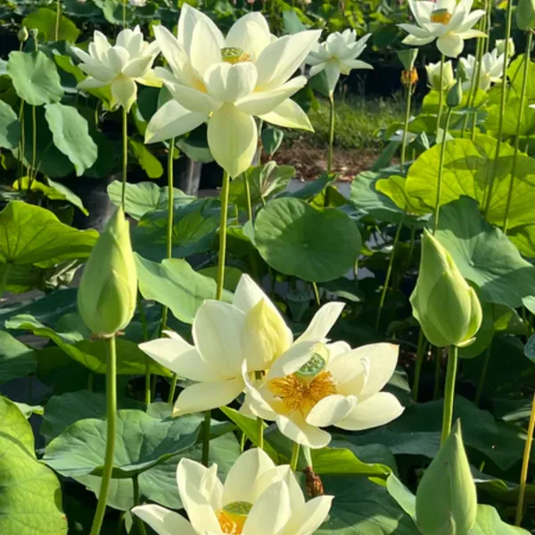 Green_Paradise_White_Lotus_Tuber_For_Pond_Water_Gardens_Healthy_Ready_To_Grow_Aquatic_Flower_Plant_Bulb_Default_Title