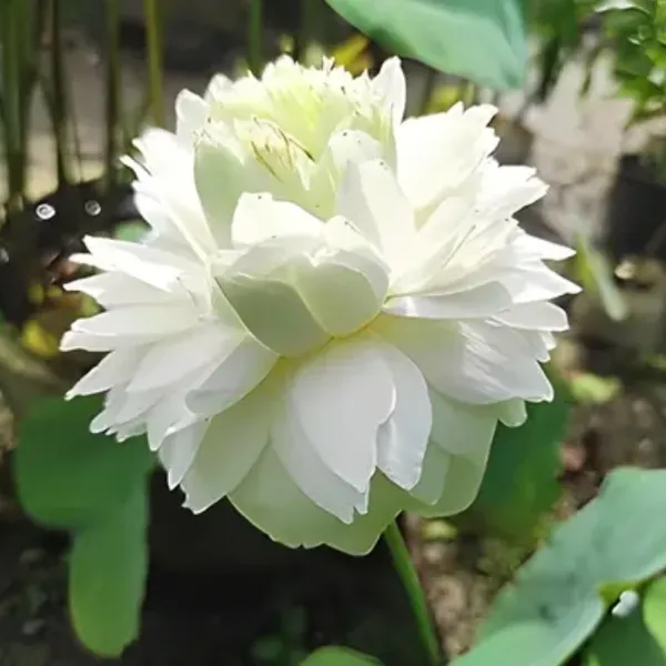 Green_Paradise_White_Lotus_Tuber_For_Pond_Water_Gardens_Healthy_Ready_To_Grow_Aquatic_Flower_Plant_Bulb_Default_Title