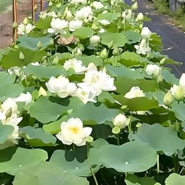 Green_Paradise_White_Lotus_Tuber_For_Pond_Water_Gardens_Healthy_Ready_To_Grow_Aquatic_Flower_Plant_Bulb_Default_Title