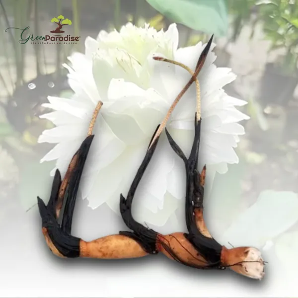 Green_Paradise_White_Lotus_Tuber_For_Pond_Water_Gardens_Healthy_Ready_To_Grow_Aquatic_Flower_Plant_Bulb_Default_Title