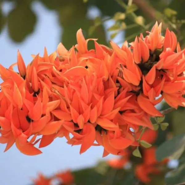 Green_Paradise_Sacred_Tree_Palash_Plant_Kesuda_Plant_Butea_Monosperma_Flame_Of_The_Forest_Rare_Flowering_Medicinal_Tree_Default_Title
