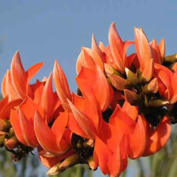 Green_Paradise_Sacred_Tree_Palash_Plant_Kesuda_Plant_Butea_Monosperma_Flame_Of_The_Forest_Rare_Flowering_Medicinal_Tree_Default_Title