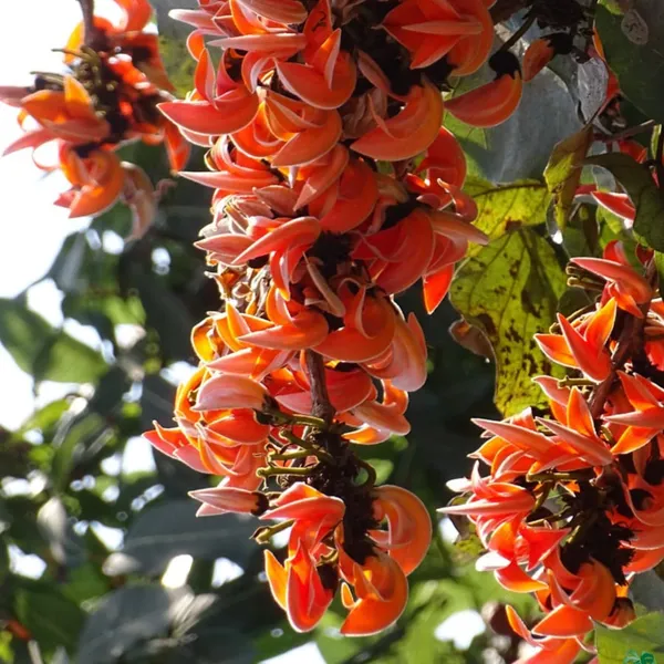 Green_Paradise_Sacred_Tree_Palash_Plant_Kesuda_Plant_Butea_Monosperma_Flame_Of_The_Forest_Rare_Flowering_Medicinal_Tree_Default_Title