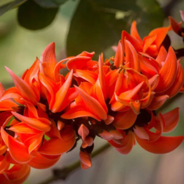 Green_Paradise_Sacred_Tree_Palash_Plant_Kesuda_Plant_Butea_Monosperma_Flame_Of_The_Forest_Rare_Flowering_Medicinal_Tree_Default_Title
