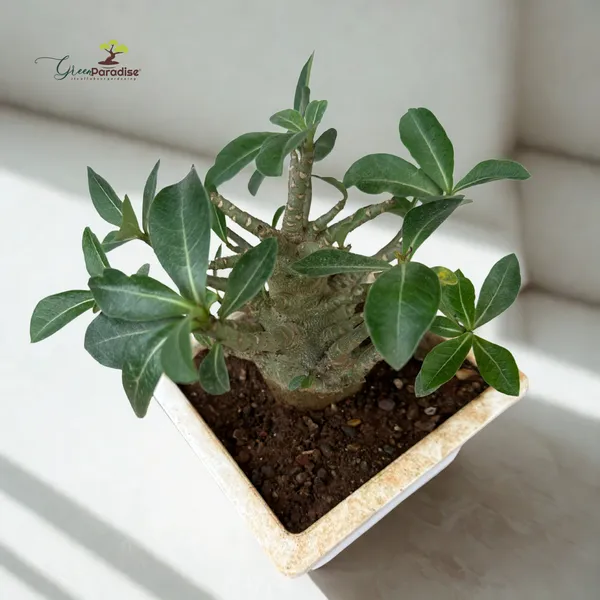 Green_Paradise_Adenium_Arabicum_Rare_Desert_Rose_Bonsai_Plant_Succulent_Caudex_Plant_For_Home_Garden_D_Cor_Default_Title