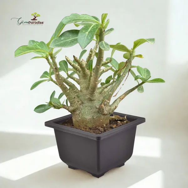 Green_Paradise_Adenium_Arabicum_Rare_Desert_Rose_Bonsai_Plant_Succulent_Caudex_Plant_For_Home_Garden_D_Cor_Default_Title