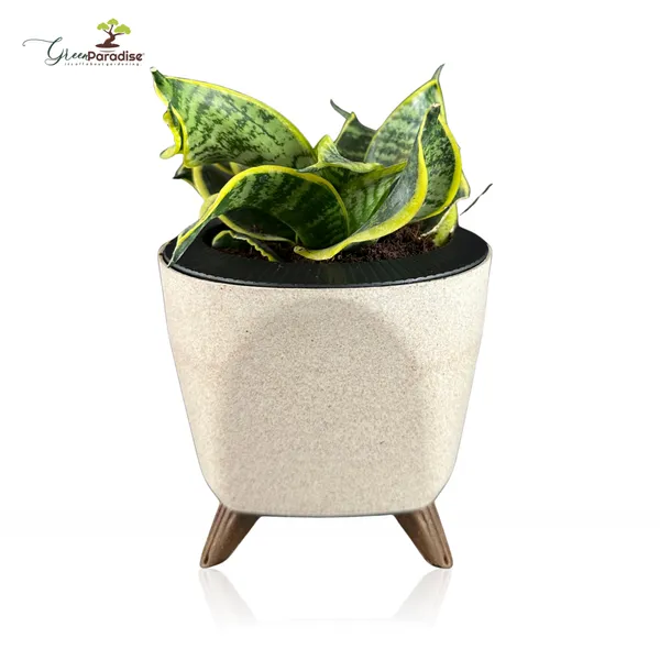 Green_Paradise_Sansevieria_Golden_Hahnii_Twisted_Snake_Plant_Air_Purifying_Indoor_Plant_In_Premium_Plastic_Pot_Default_Title