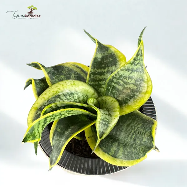 Green_Paradise_Sansevieria_Golden_Hahnii_Twisted_Snake_Plant_Air_Purifying_Indoor_Plant_In_Premium_Plastic_Pot_Default_Title