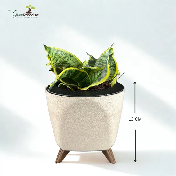 Green_Paradise_Sansevieria_Golden_Hahnii_Twisted_Snake_Plant_Air_Purifying_Indoor_Plant_In_Premium_Plastic_Pot_Default_Title
