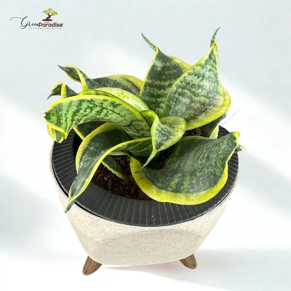 Green_Paradise_Sansevieria_Golden_Hahnii_Twisted_Snake_Plant_Air_Purifying_Indoor_Plant_In_Premium_Plastic_Pot_Default_Title