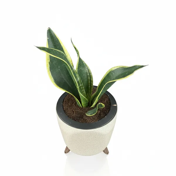 Green_Paradise_Sansevieria_Laurentii_Snake_Plant_Air_Purifying_Indoor_Plant_In_Premium_Plastic_Self_Watering_Pot_Default_Title