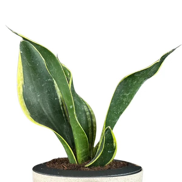Green_Paradise_Sansevieria_Laurentii_Snake_Plant_Air_Purifying_Indoor_Plant_In_Premium_Plastic_Self_Watering_Pot_Default_Title