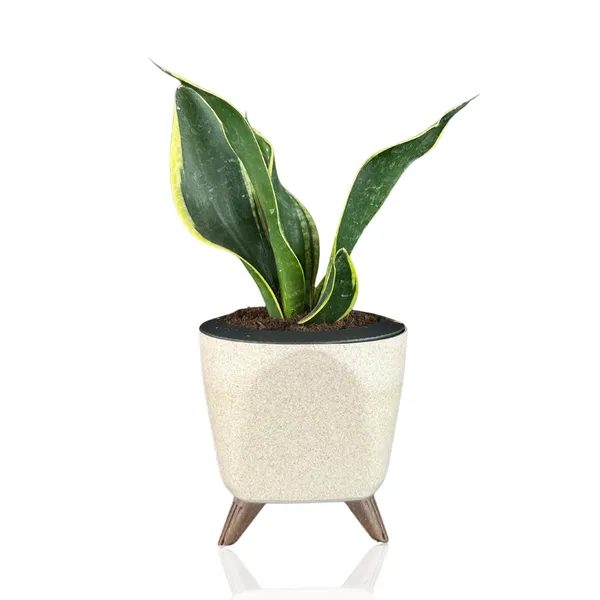 Green_Paradise_Sansevieria_Laurentii_Snake_Plant_Air_Purifying_Indoor_Plant_In_Premium_Plastic_Self_Watering_Pot_Default_Title