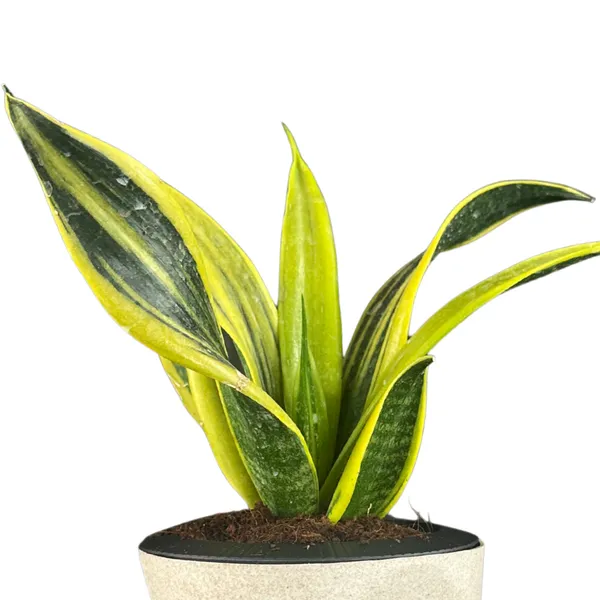 Green_Paradise_Sansevieria_Golden_Hahnii_Live_Indoor_Plant_In_Premium_Self_Watering_Pot_Low_Maintenance_Air_Purifying_Plant_Default_Title