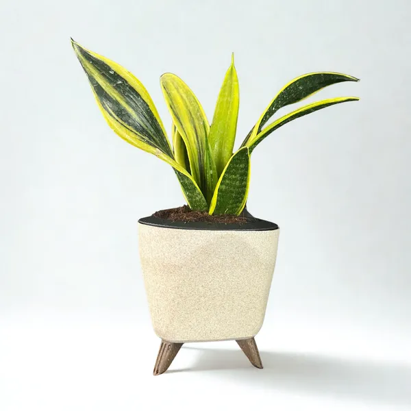 Green_Paradise_Sansevieria_Golden_Hahnii_Live_Indoor_Plant_In_Premium_Self_Watering_Pot_Low_Maintenance_Air_Purifying_Plant_Default_Title