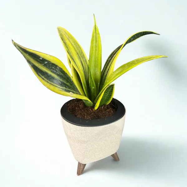 Green_Paradise_Sansevieria_Golden_Hahnii_Live_Indoor_Plant_In_Premium_Self_Watering_Pot_Low_Maintenance_Air_Purifying_Plant_Default_Title