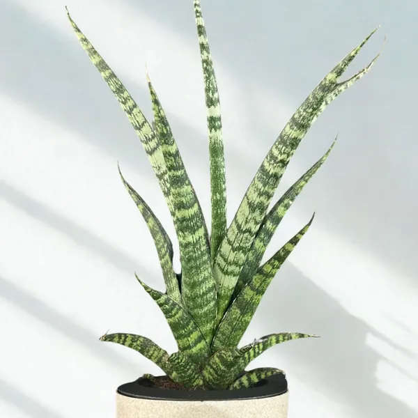 Green_Paradise_Sansevieria_Rare_Crocodile_Rock_Live_Indoor_Plant_In_Premium_Plastic_Self_Watering_Pot_Air_Purifying_Plant_Easy_To_Care_Ideal_For_Home_D_Cor_Default_Title