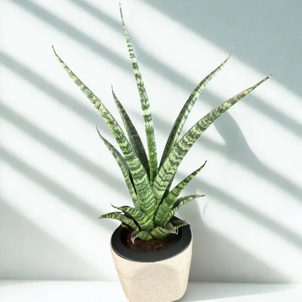 Green_Paradise_Sansevieria_Rare_Crocodile_Rock_Live_Indoor_Plant_In_Premium_Plastic_Self_Watering_Pot_Air_Purifying_Plant_Easy_To_Care_Ideal_For_Home_D_Cor_Default_Title