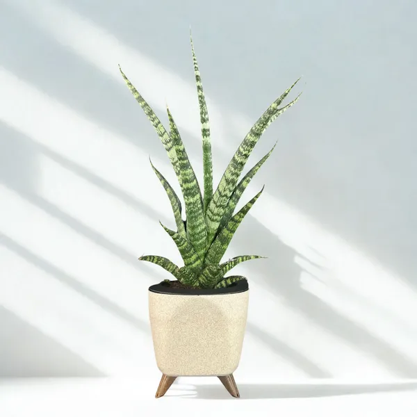 Green_Paradise_Sansevieria_Rare_Crocodile_Rock_Live_Indoor_Plant_In_Premium_Plastic_Self_Watering_Pot_Air_Purifying_Plant_Easy_To_Care_Ideal_For_Home_D_Cor_Default_Title