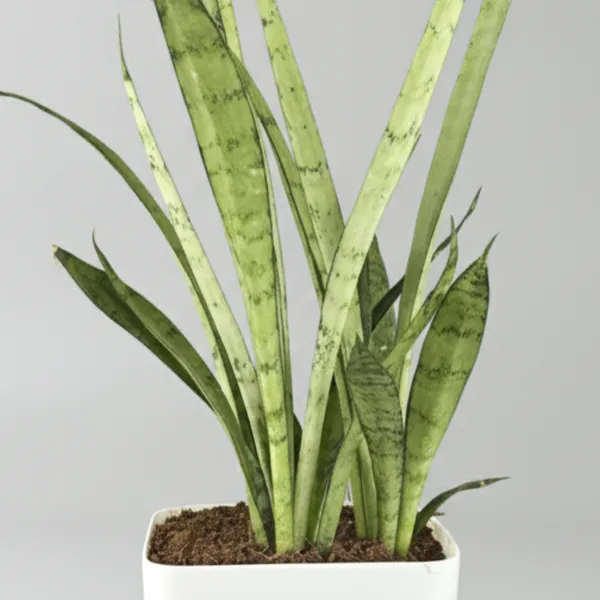 Green_Paradise_Sansevieria_Silver_Queen_With_Premium_Plastic_Pot_Elegant_Indoor_Air_Purifying_Plant_Default_Title