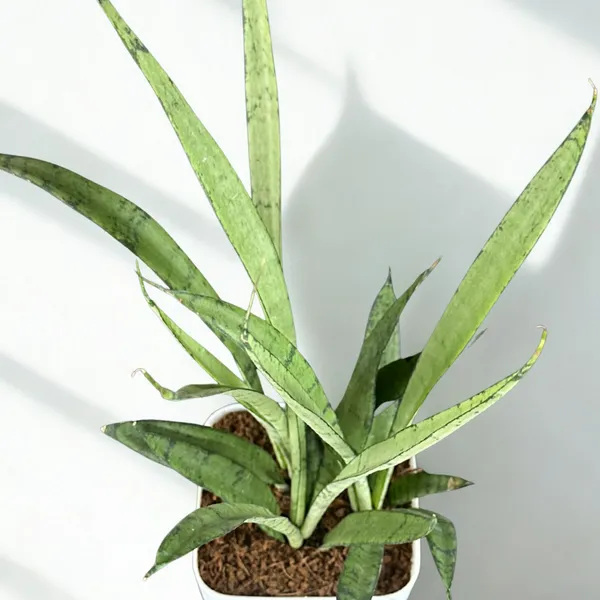 Green_Paradise_Sansevieria_Silver_Queen_With_Premium_Plastic_Pot_Elegant_Indoor_Air_Purifying_Plant_Default_Title