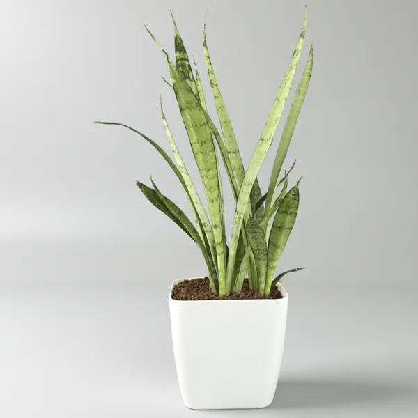 Green_Paradise_Sansevieria_Silver_Queen_With_Premium_Plastic_Pot_Elegant_Indoor_Air_Purifying_Plant_Default_Title