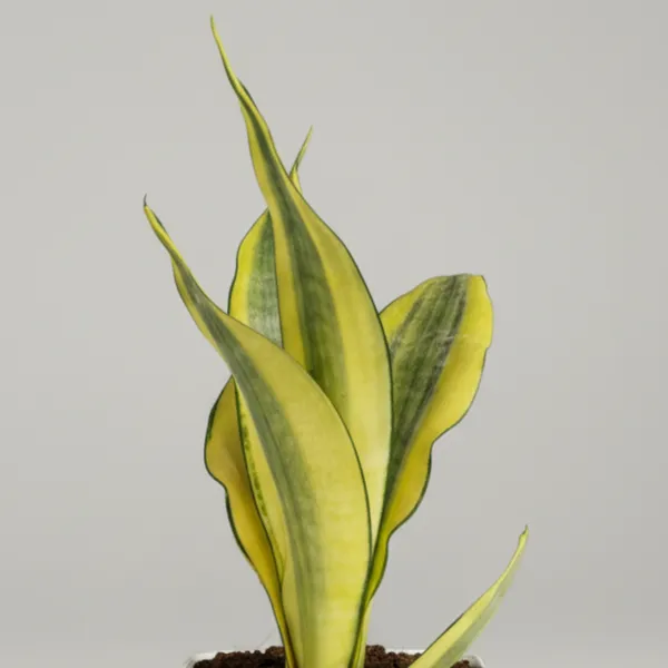 Green_Paradise_Sansevieria_Gold_Dust_Plant_With_Premium_Pot_Rare_Air_Purifying_Indoor_Plant_Default_Title