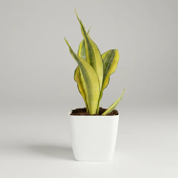Green_Paradise_Sansevieria_Gold_Dust_Plant_With_Premium_Pot_Rare_Air_Purifying_Indoor_Plant_Default_Title
