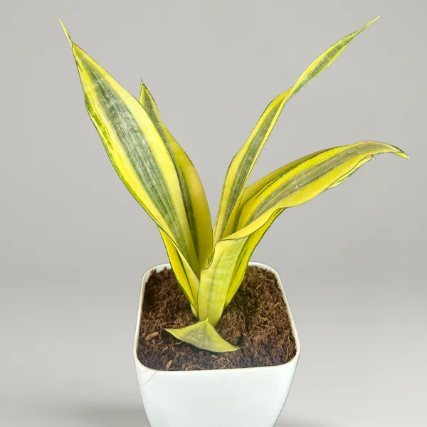 Green_Paradise_Sansevieria_Gold_Dust_Plant_With_Premium_Pot_Rare_Air_Purifying_Indoor_Plant_Default_Title