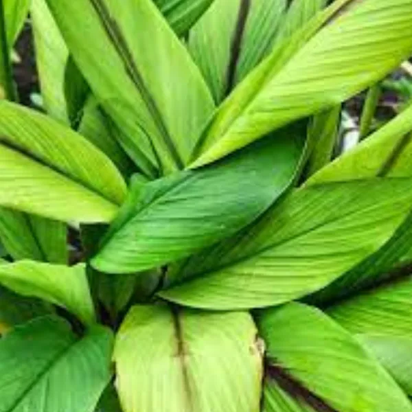 Green_Paradise_Black_Turmeric_Live_Plant_Curcuma_Caesia_Rare_Medicinal_Herb_Default_Title